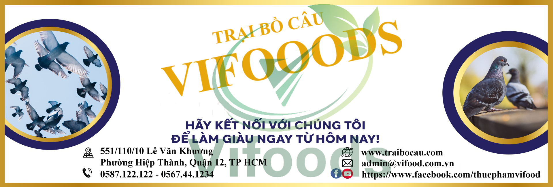 Mua chim bồ câu thịt tphcm