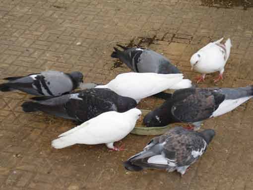 Mua giống chim bồ câu Mua giống chim bồ câu