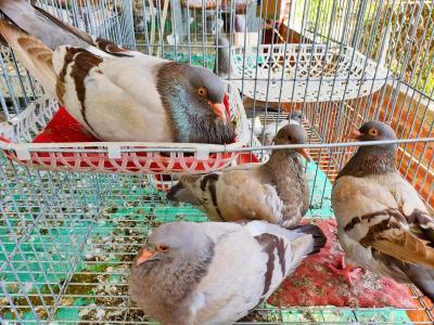 bán bồ câu pháp giống tại hà nội