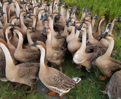 Bán Ngỗng thịt chất lượng uy tín, giao hàng tận nơi