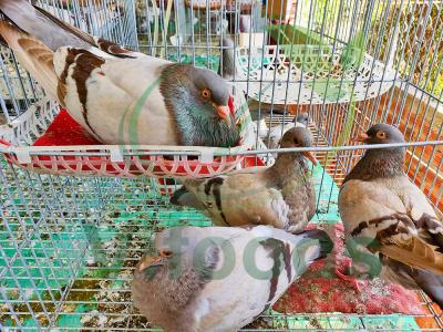 Bí quyết để cho chim bồ câu đẻ 30 lứa một năm