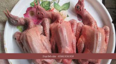 Bồ câu bao nhiêu tiền 1kg? Cách chọn bồ câu ngon