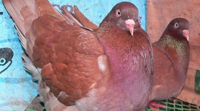 Bồ câu gà mỹ 1 cặp trống mái