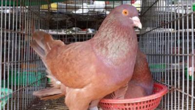 Bồ câu gà mỹ 1 Cặp (Từ hơn 1 Tháng)