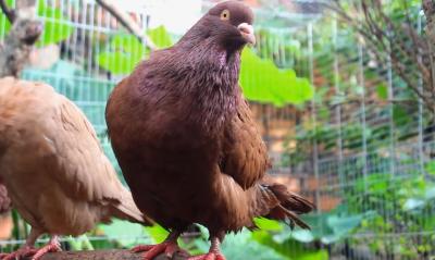 Bồ câu gà mỹ 1 Cặp (5-6 Tháng Tuổi)