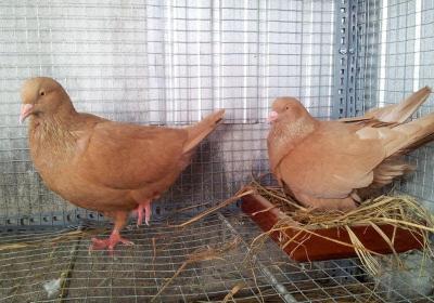 Bồ câu gà: Nuôi thế nào, mua nơi đâu?