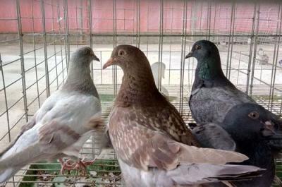 Bồ câu pháp thuần chủng 1 Cặp (Từ hơn 1 Tháng)