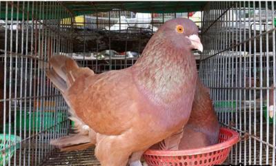 Bồ câu pháp thuần chủng bố mẹ