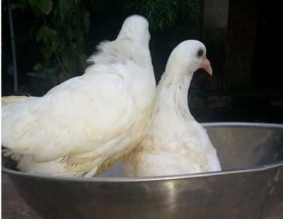 Bồ câu thả vườn