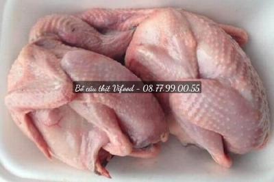 Bồ câu thịt giá sỉ Bình Dương