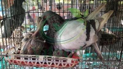 Bồ câu Titan Thái siêu thịt, loại giống được ưa chuộng nhất hiện nay