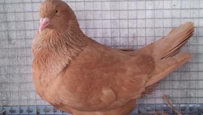 Bồ cây mỹ gà bố mẹ