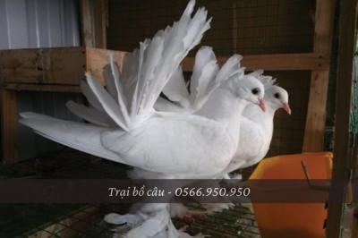 Cách Nuôi Chim Bồ Câu Kiểng Dành Cho Người Mới Bắt Đầu