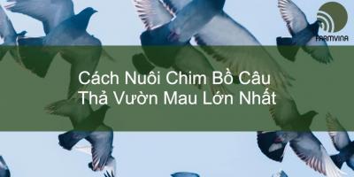 Cách Nuôi Chim Bồ Câu Thả Vườn Hiệu Quả