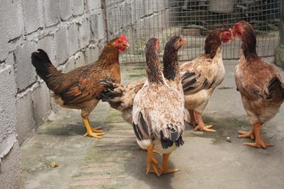 Gà ta – Gà Ri thả vườn – Gà Đông tảo – ngan đen