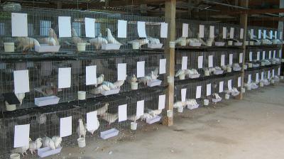 Giá chim bồ câu gà giống và thịt. Trang trại bán bồ câu gà giống uy tín