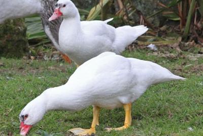 Hướng dẫn Kỹ thuật chăn nuôi Ngan thịt chất lượng cao