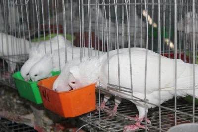 Khoáng Premix nuôi chim bồ câu là gì?