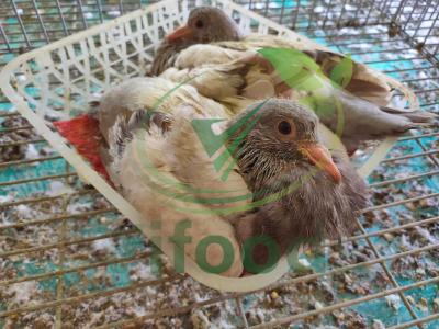 Kỹ thuật nuôi chim bồ câu cho năng suất, chất lượng tốt