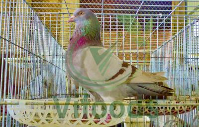 Mua bồ câu giống ở đâu chất lượng nhất?