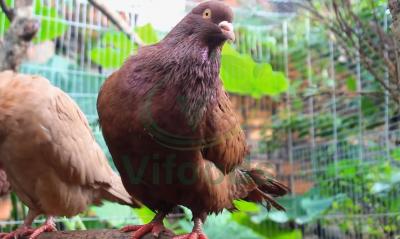 Những kỹ thuật nuôi chim Bồ Câu Titan Thái hiệu quả