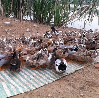 Tổng hợp các cách phòng chữa bệnh đặc trị ở Gà, Vịt, Ngan, Ngỗng,…