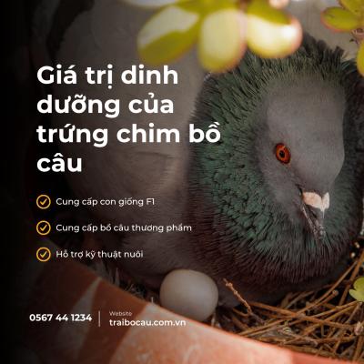 rứng Chim Bồ Câu: 