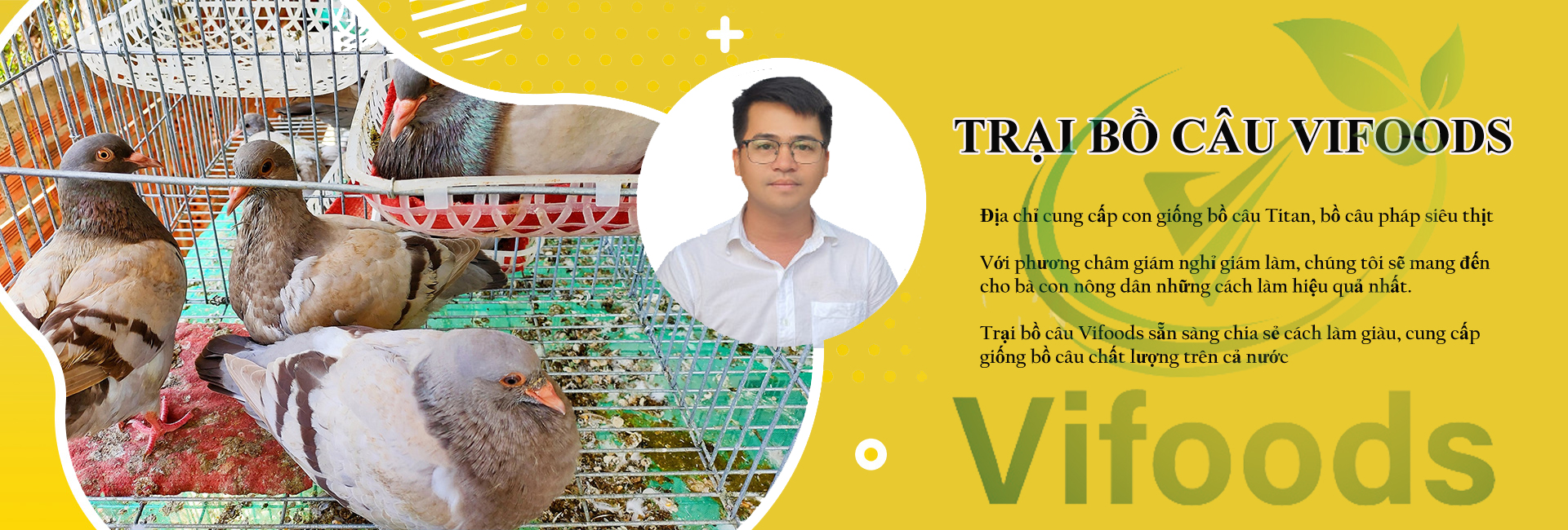 Trại bồ câu giống vifoods