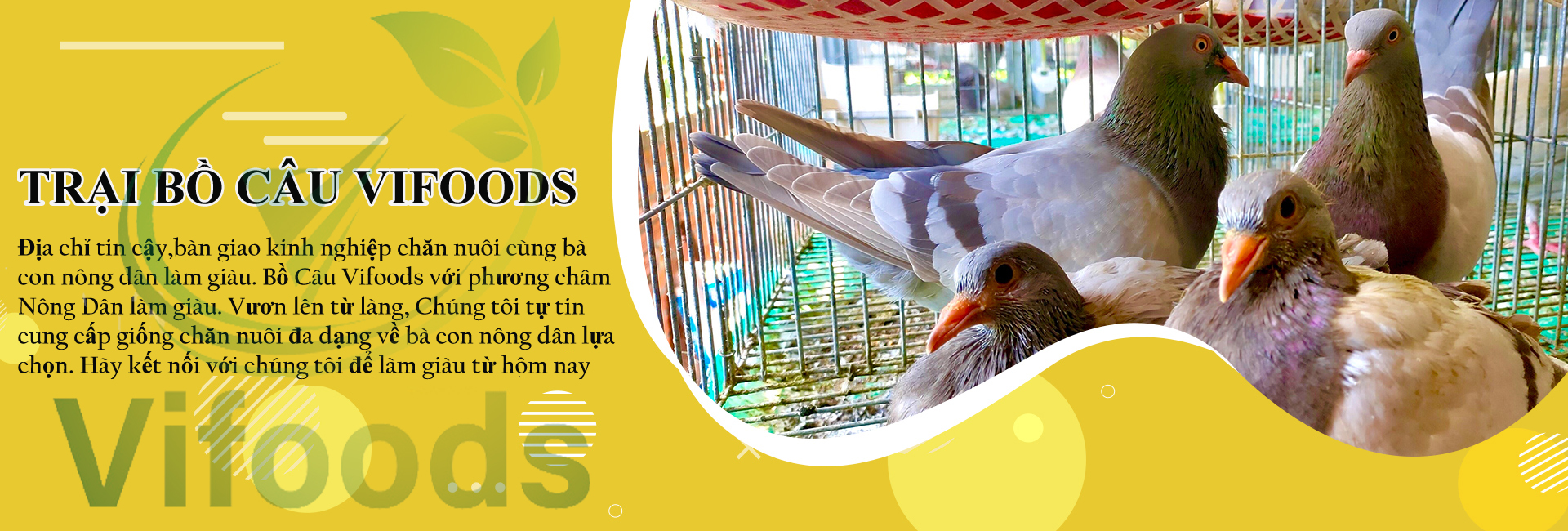 Trại bồ câu vifoods