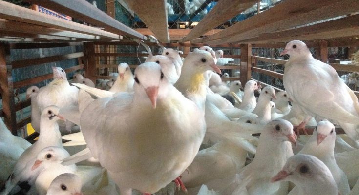 Trại Chim Bồ Câu Giống Vifoods Trại Chim Bồ Câu Giống Vifoods